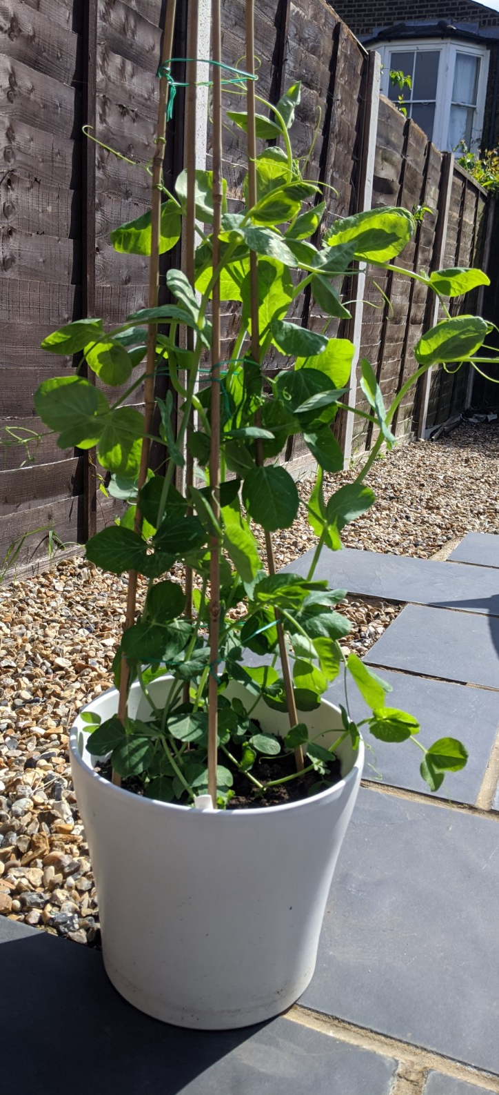 Garden peas
